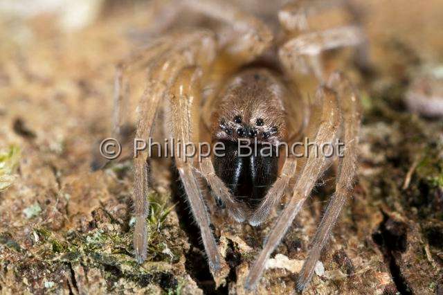 Clubionidae_3764.JPG - France, Araneae, Clubionidae, Araignée, Clubionide (Clubiona sp), Sac-spider